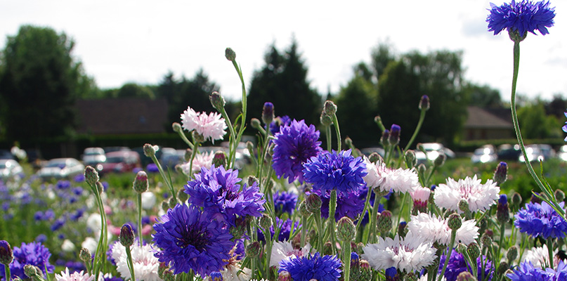bleuets-et-cosmos bleuets-et-cosmos