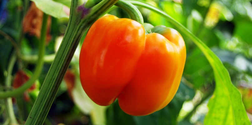 poivrons-et-piments poivrons-et-piments