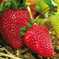 Cueillette d'Aulnay sur Marne Fraises de saison