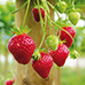 Cueillette d'Aulnay sur Marne Fraises remontantes