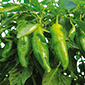 Cueillette d'Aulnay sur Marne Le piment