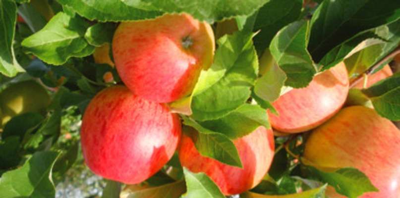 Ouverture des premières pommes à la cueillette