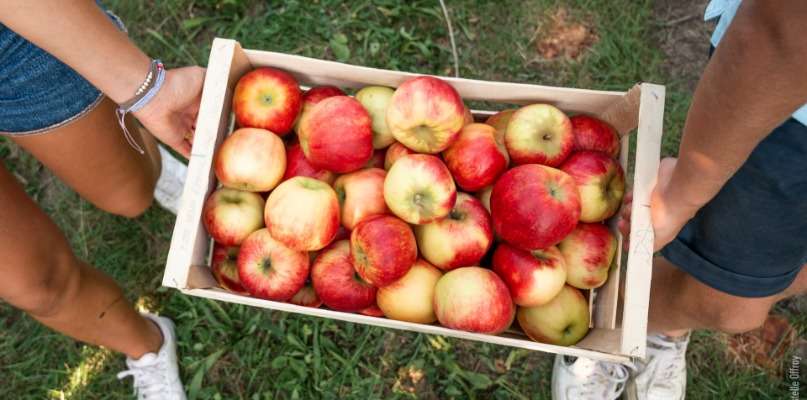 cagette de pomme