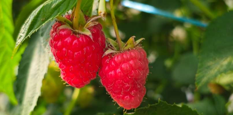 Framboises