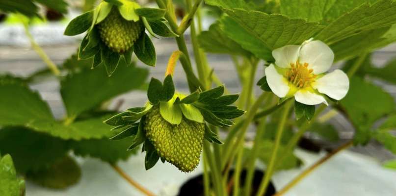 Les fraises poussent !