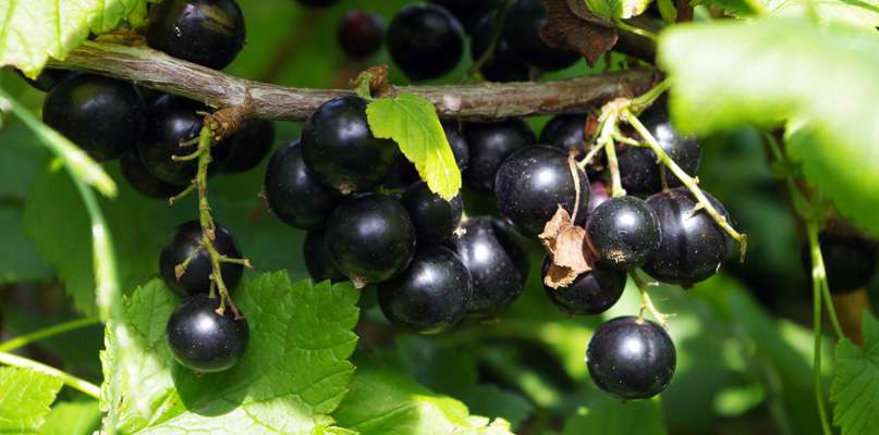 cassis