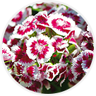 Oeillets et campanules