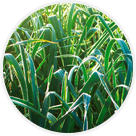 Poireaux