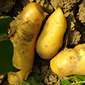 Cueillette d'Aulnay sur Marne Pommes de terre primeurs
