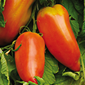 Cueillette d'Aulnay sur Marne Tomate des Andes